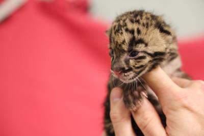 A hand holds up a clouded leopard cub