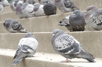 Local Chefs to Launch "Urbivore" Restaurant