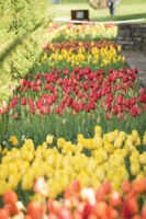 <i>Cheekwood in Bloom</i>