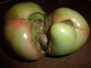 Ugly Tomatoes Rear Their Heads at the Farmers' Market Saturday