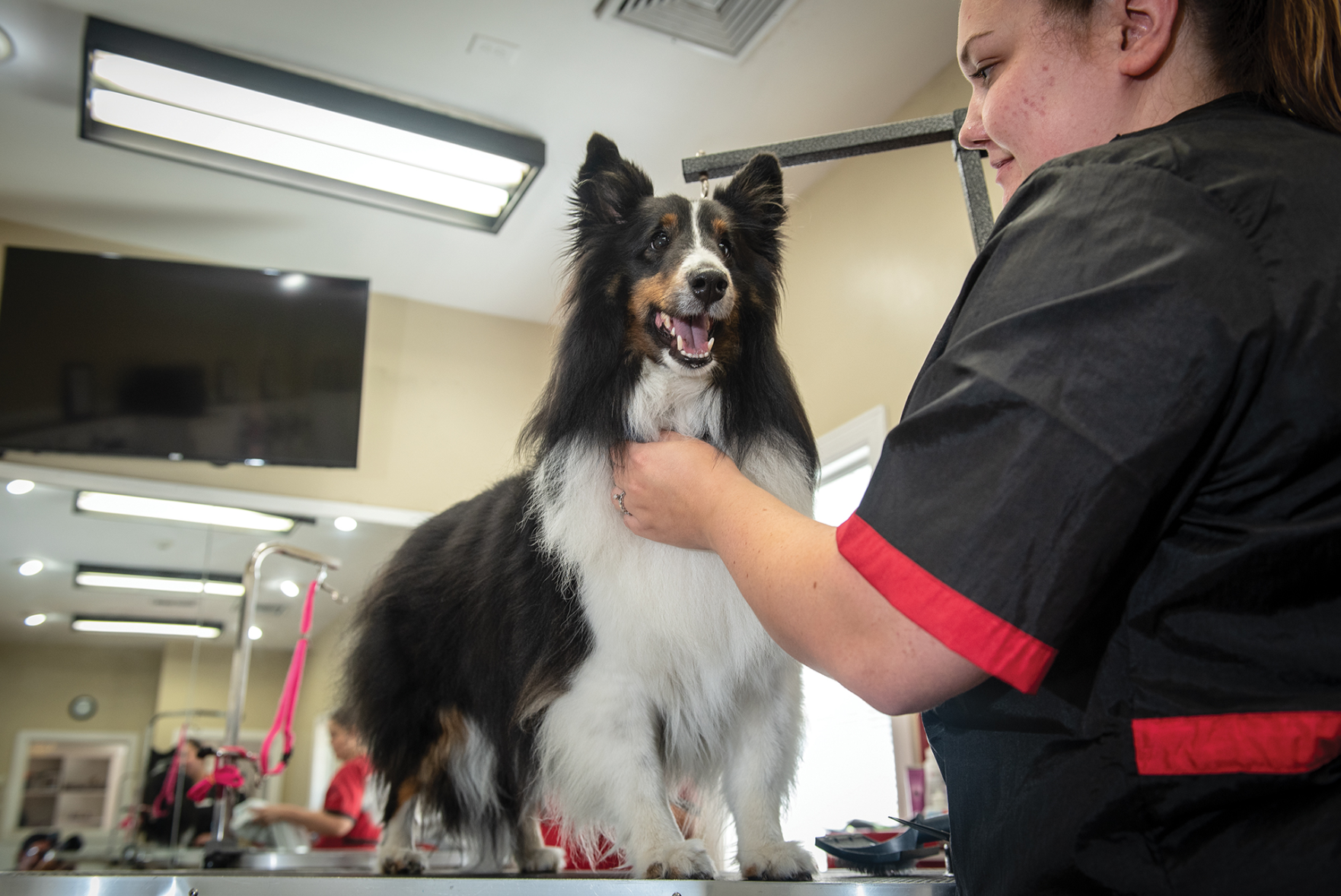 Best Pet Grooming