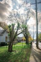 Nashvillians Are Fighting to Keep the City’s Tree Canopy Strong