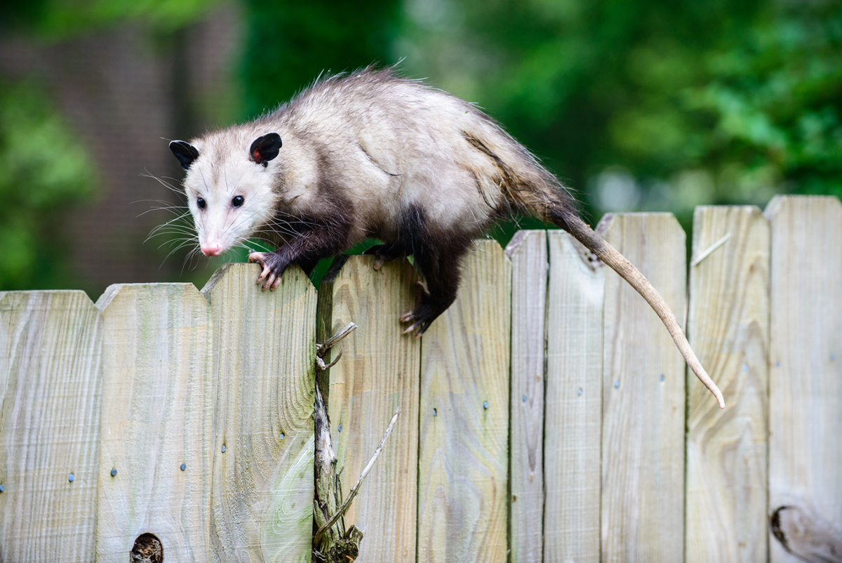 angry possum