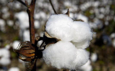 Lipscomb’s Problem Isn’t the Cotton