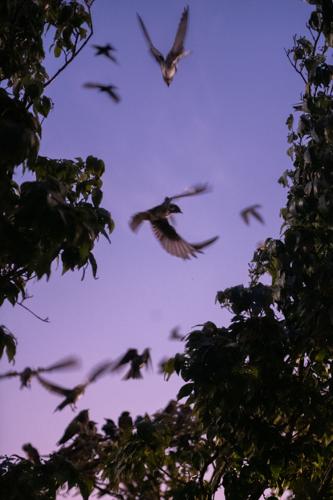 8.12.2024.PurpleMartins-1278.jpg