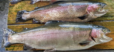 Bucksnort Trout Pivots to Retail, and Now You Can Buy Some for Home