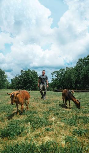 A man walks in a field with two goats in the foreground