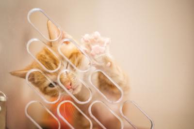 Nashville Humane Association