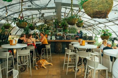 A trio of customers chat at a hightop table with a dog resting at the foot of it; they're in front of a wooden bar. Planters hang overhead from what appears to be a glass paneled ceiling.