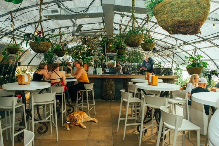 A trio of customers chat at a hightop table with a dog resting at the foot of it; they're in front of a wooden bar. Planters hang overhead from what appears to be a glass paneled ceiling.