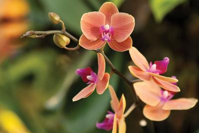 Orchids at Cheekwood