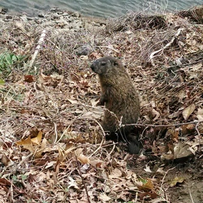 Let Dee Dubs — aka Downtown Woodchuck — Predict the Weather This Groundhog Day
