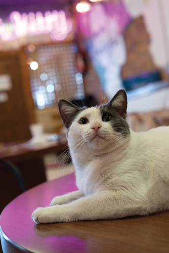 The Pet Issue 2018: A Cause for Paws