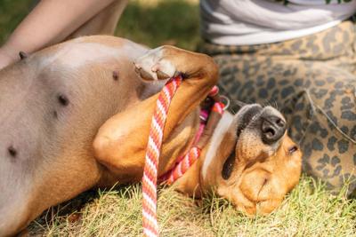 A happy dog wearing a leash gets petted