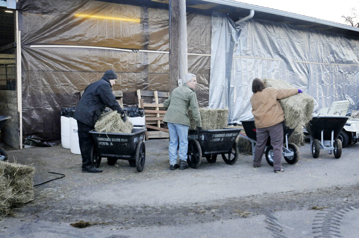 All the Starving Horses