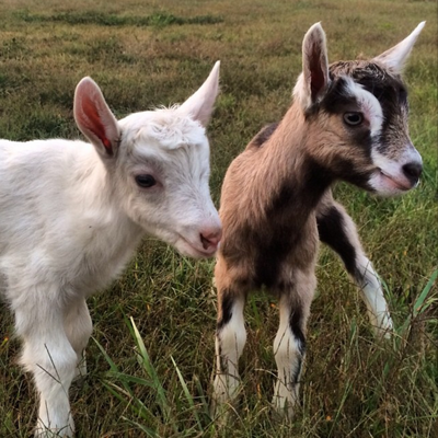 Noble Springs Dairy Offering Farm Tours