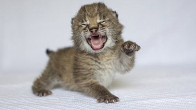 The Weekly Links: Horny Hippos, Bee Drama and Racist Debutantes