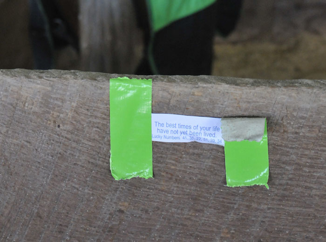 All the Starving Horses