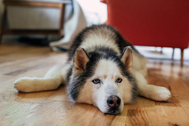 The Pet Issue 2021: Who Let the Dogs Pout?