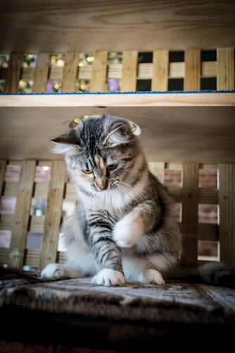 The Pet Issue 2018: A Cause for Paws