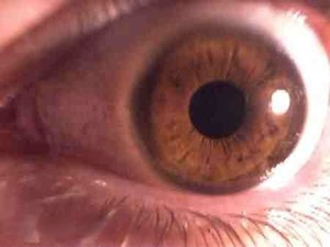 Paranoid Wamp Sees the Hand of Haslam Everywhere