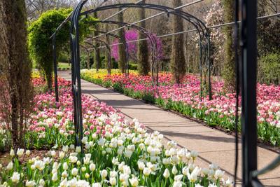 Cheekwood in Bloom. Courtesy of Cheekwood Estate & Gardens.