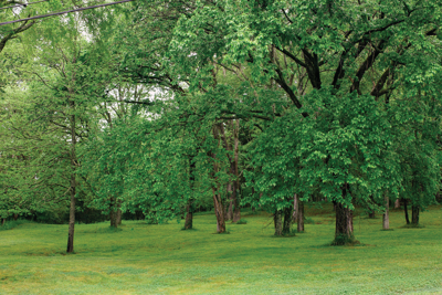 Chance to Preserve Portion of Bells Bend as Public Land Likely Lost Forever