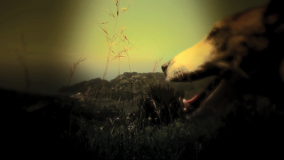 In <i>Heart of a Dog</i>, Laurie Anderson uses a late pet's unquestioning love to reflect on more complicated losses