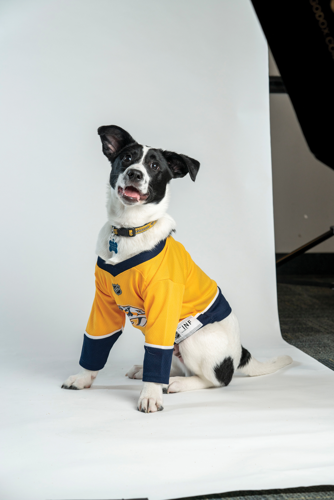 Predators dog jersey sales