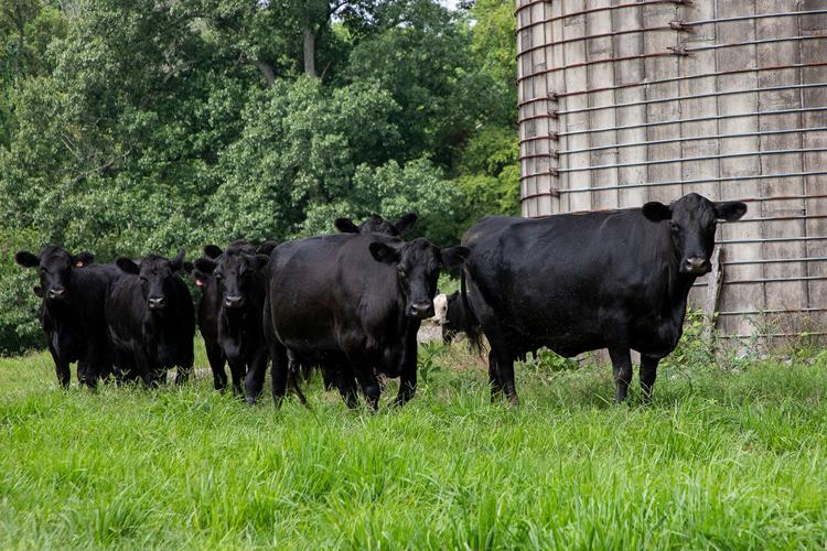 a row of black cows in front of a grain silo