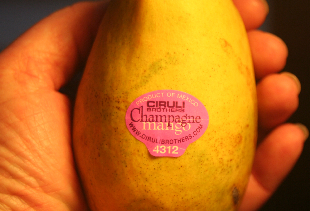 Pursuing An Elusive Mango, Finding A Worthy Substitute