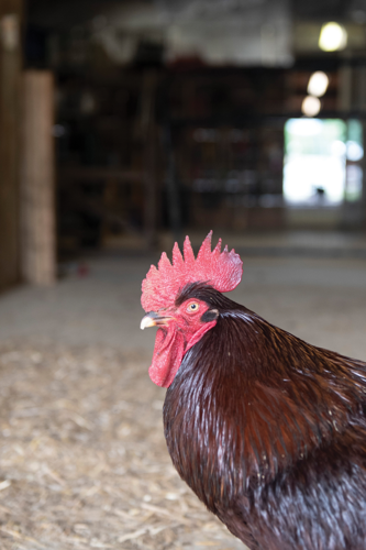 The Pet Issue 2019: The Gentle Barn