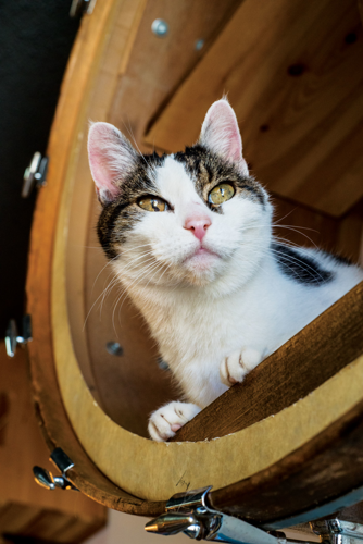 The Pet Issue 2018: A Cause for Paws