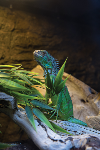 Life Aquatic: A Day at Nashville’s Exotic Creature Emporium