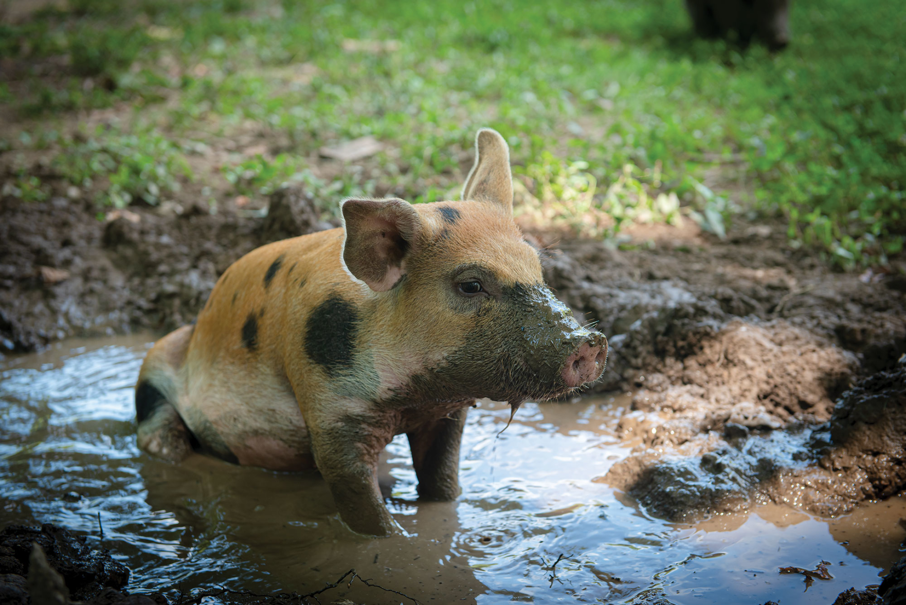 Piccolo Farms Is Home to Pigs, Chickens, a 40-Year-Old Tortoise and More