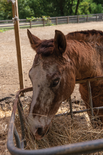 Piccolo Farms Is Home to Pigs, Chickens, a 40-Year-Old Tortoise and More