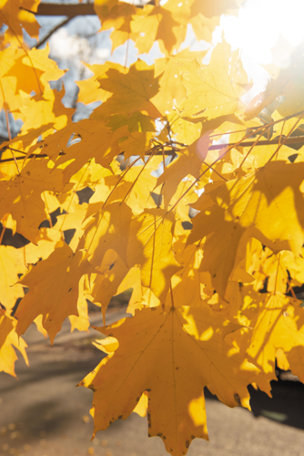 Walk a Mile: Richland-West End