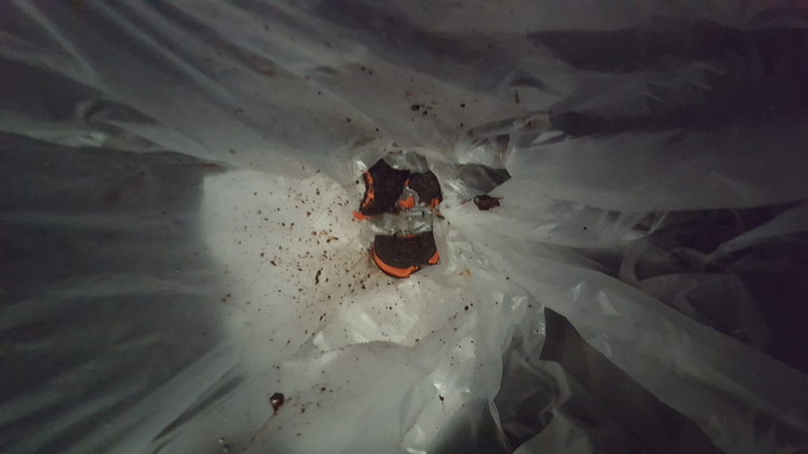 We Ate the Swedish Fish Oreos