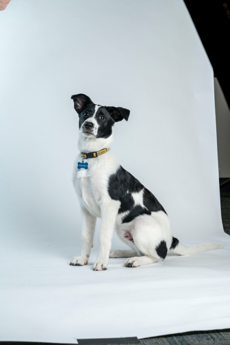 Nashville predators dog collar top