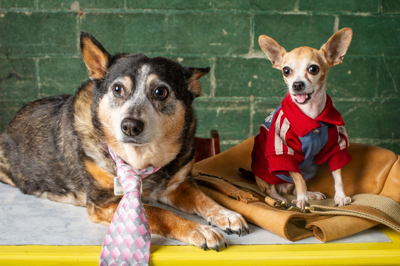 Support Nashville Humane With a Virtual Dinner With Your Dog