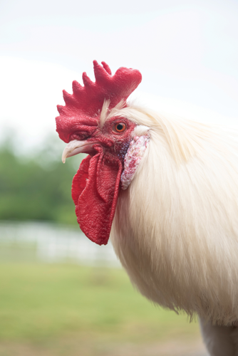 The Pet Issue 2019: The Gentle Barn