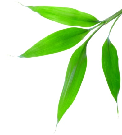 First Bite: Lucky Bamboo Restaurant is a Fortunate Find