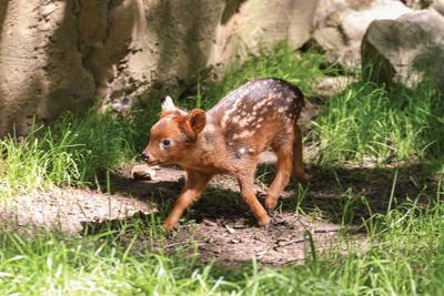 The small, deer-like pudu fawn in a grassy habitat is Gustavo, the Nashville Scene’s 2026 Writers’ Choice for Best Zoo Baby in Nashville.