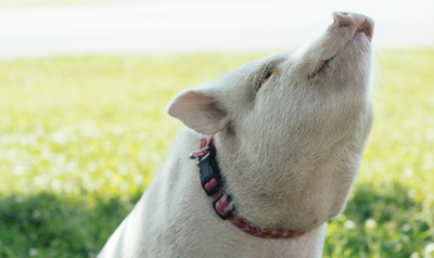 Best Pig