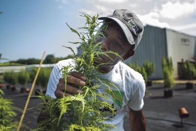 hemp