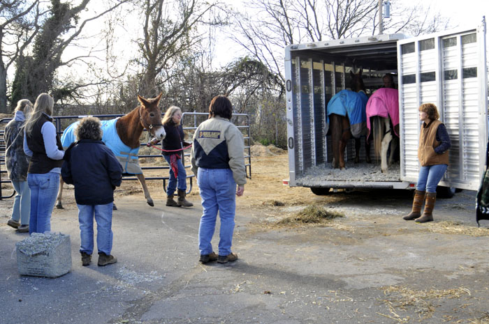All the Starving Horses
