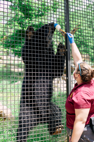 The Pet Issue 2021: Training Day