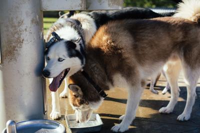 Two Rivers Dog Park