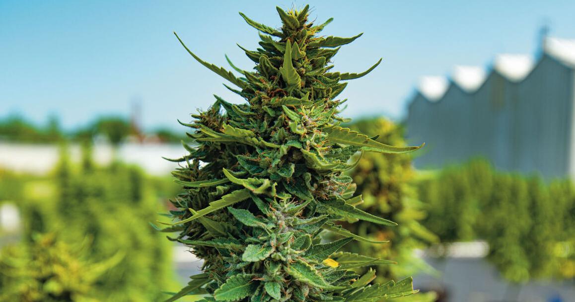 Into the Weeds: Tennessee Hemp Industry Decries New Regulations