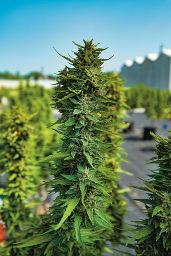 Hemp-Optima-0102.jpg